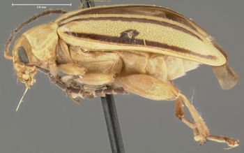 Media type: image;   Entomology 29038 Aspect: habitus lateral view